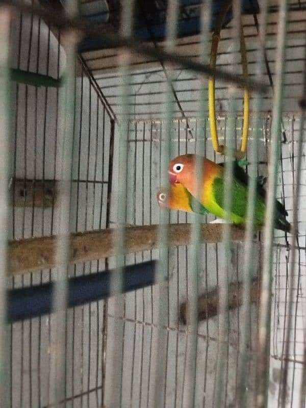 love bird pair for sale 4