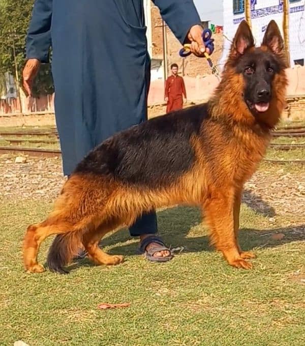 Long coat German shepherd male for sale 0