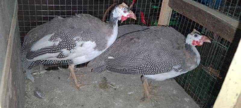 guinea fowl teetarian pair. male female confirmed 1