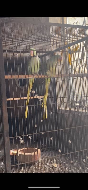 Raw parrot breeder pair with history 1