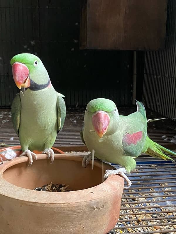 Raw parrot breeder pair with history 2