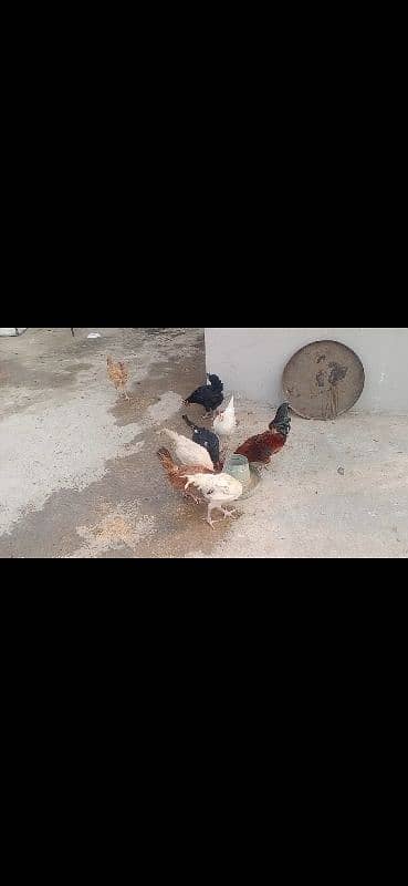 hens for sale 1