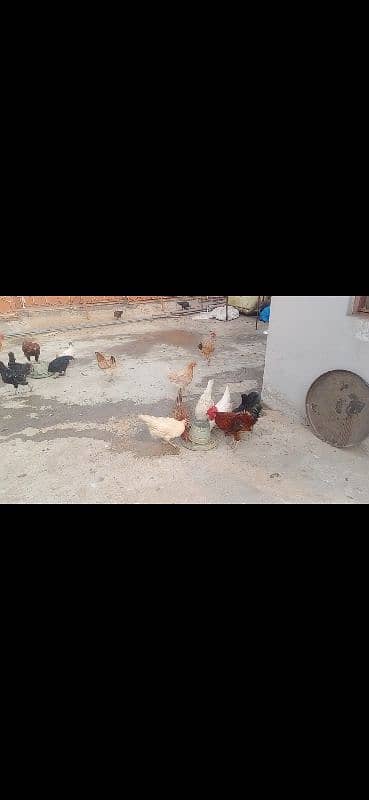 hens for sale 3