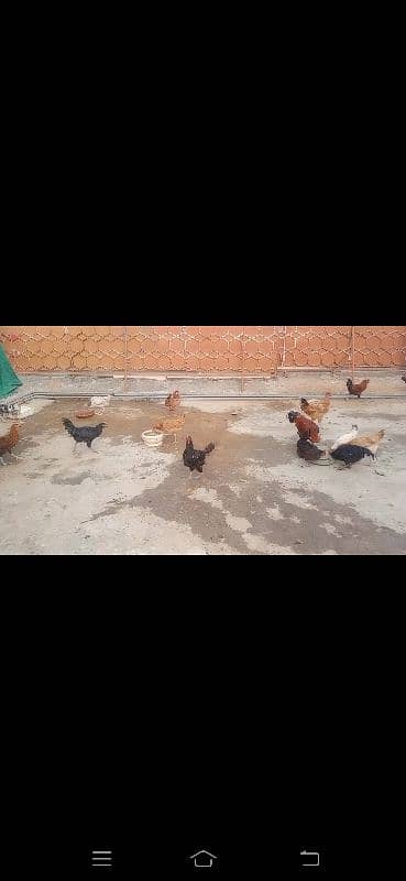 hens for sale 4