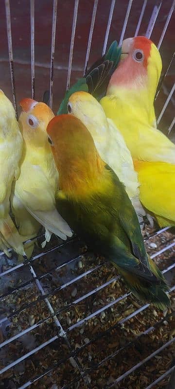 all colour love bird rate pr ps rate 0