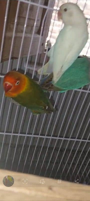 all colour love bird rate pr ps rate 5