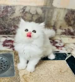 Persian cat sale raabta number 03287625932 WhatsApp