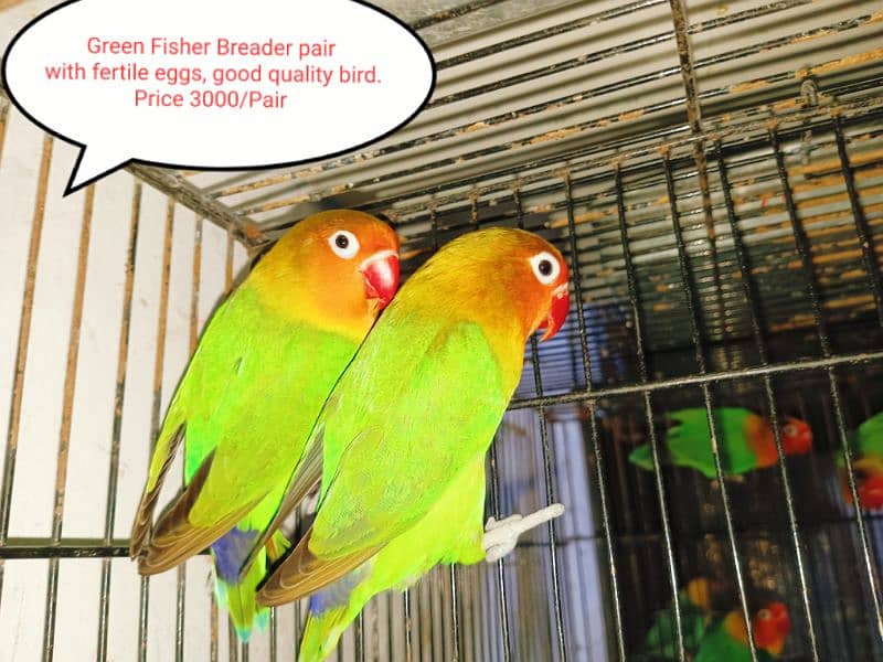 Different Kind of Love Birds 2