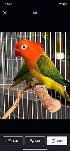 Lovebird Green Opline