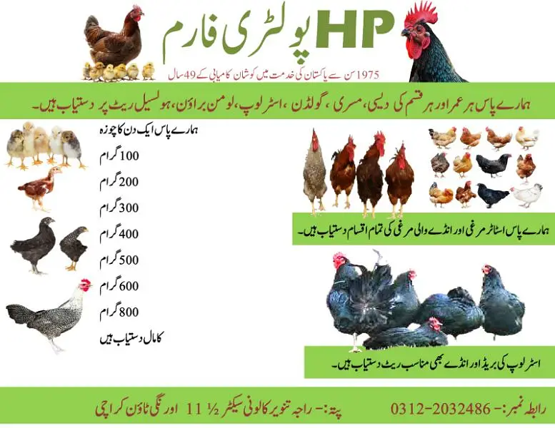 Golden Misri|Hens|Chicks|lohman|Murgiyan|مرغیاں|austerlop/egg laying