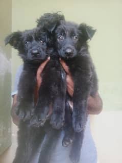 black shephard pupies for sale