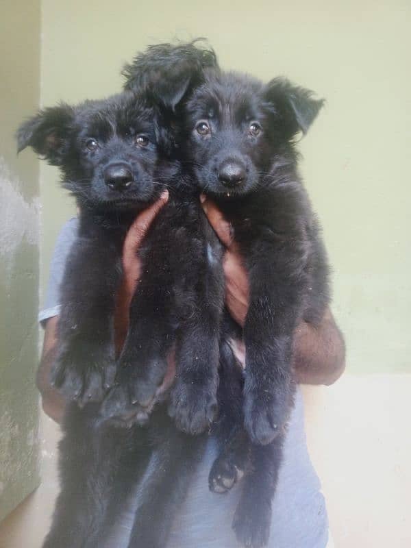 black shephard pupies for sale 0