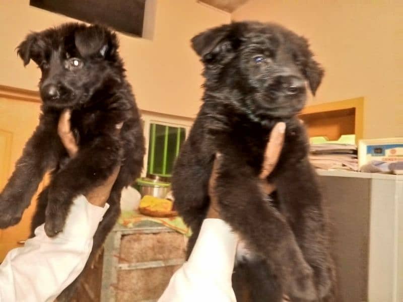 black shephard pupies for sale 1