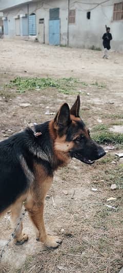 German shephard (double coat)