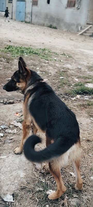 German shephard (double coat) 1