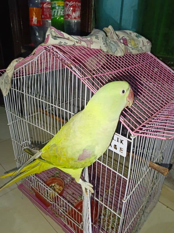 Raw Parrot 0