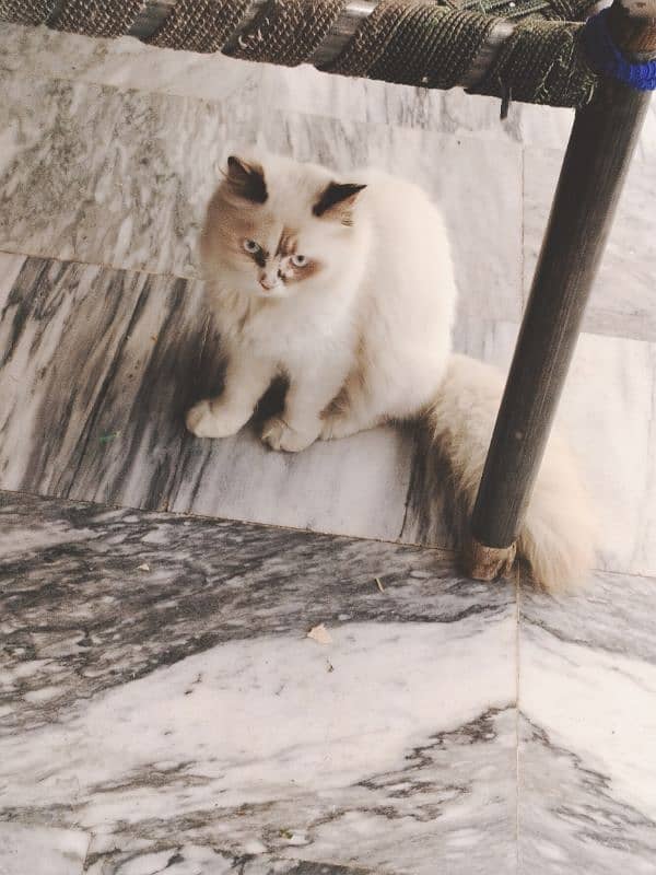 Title Persian Cat | Triple Coated Cat | Persian Cat pair 2