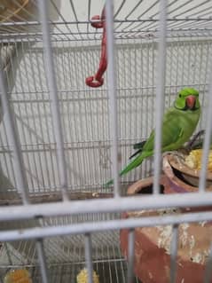 green renick parrot 03029231678