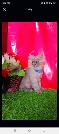 Persian Gray Triple Coated Kittens