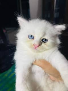 Persian kitten for urgent saleMy WhatsApp number 03473694899