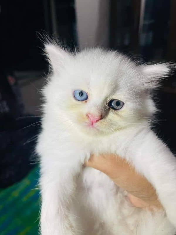 Persian kitten for urgent saleMy WhatsApp number 03473694899 0