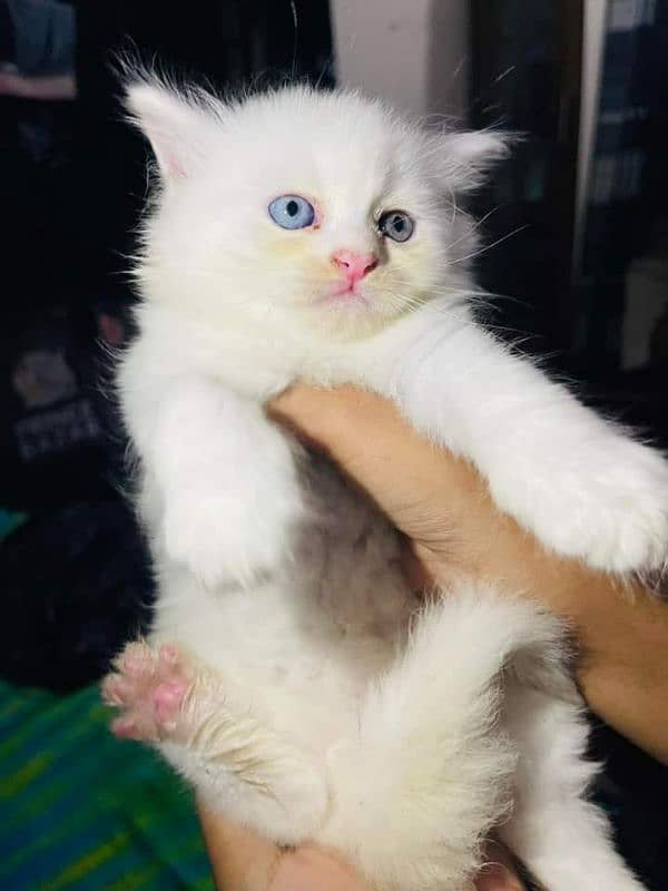 Persian kitten for urgent saleMy WhatsApp number 03473694899 1