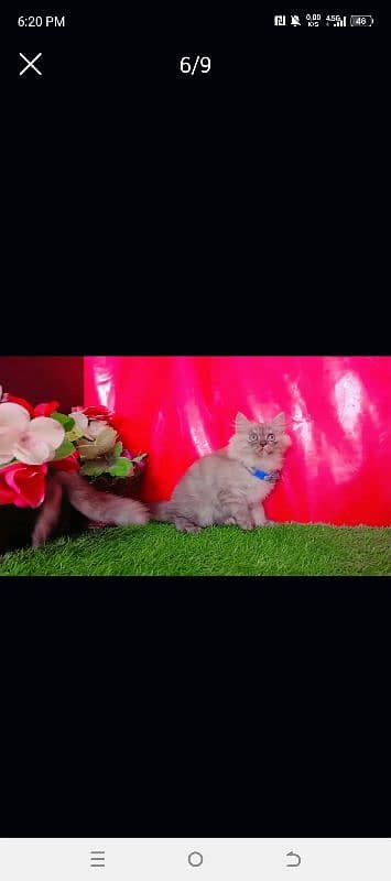 Persian Triple Coated Playful Cat 3