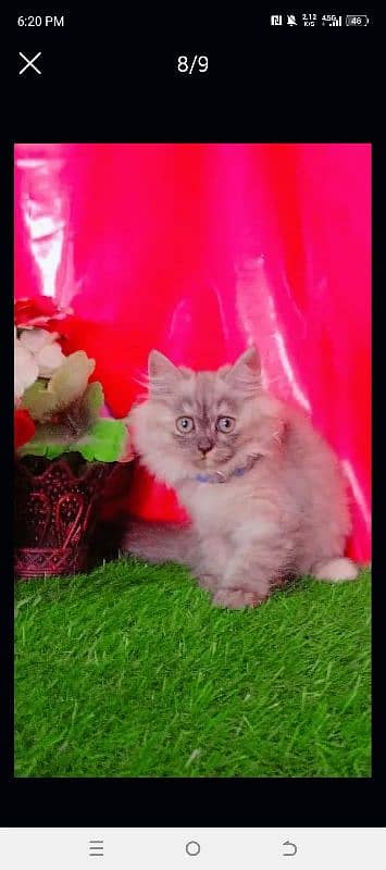 Persian Triple Coated Playful Cat 5