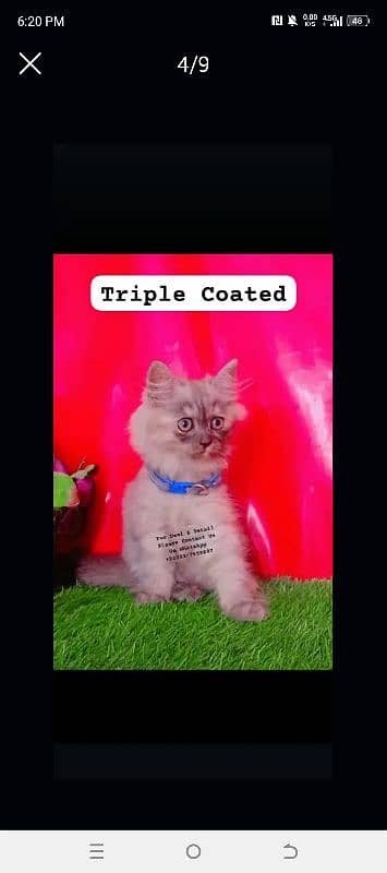 Persian Triple Coated Playful Cat 6