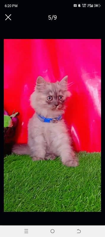 Persian Triple Coated Playful Cat 7