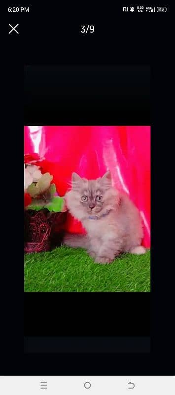 Persian Triple Coated Playful Cat 8