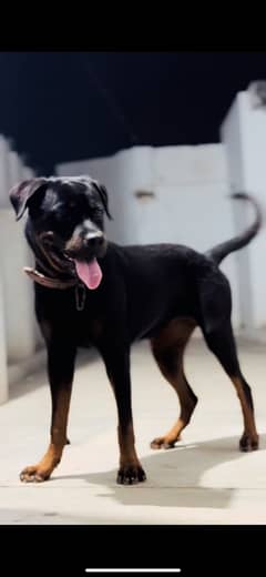 Pedigree Rottweiler Female