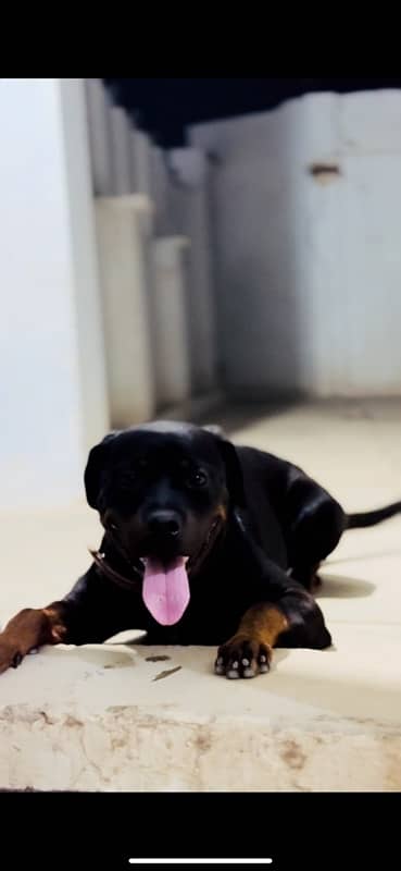 Pedigree Rottweiler Female 1