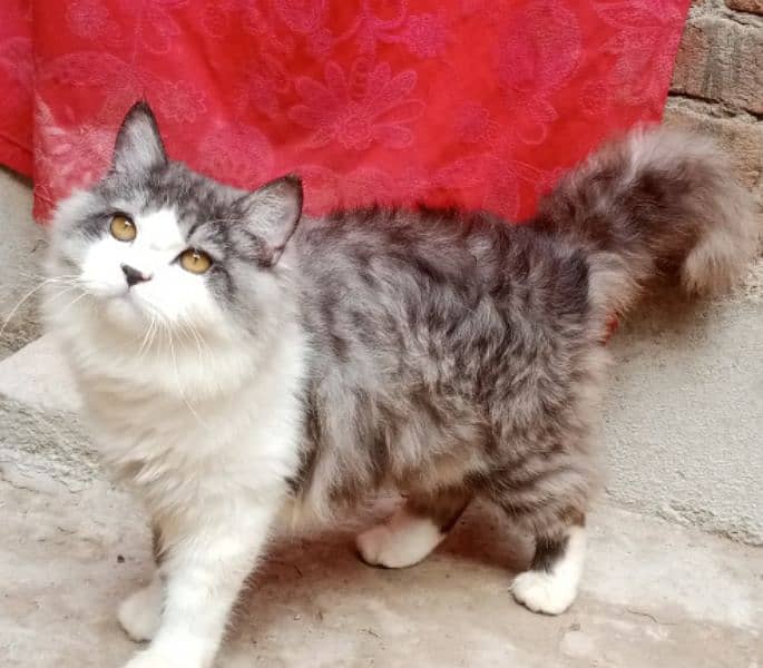 Persian cat 4