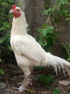 White heera aseel high quality male for sale