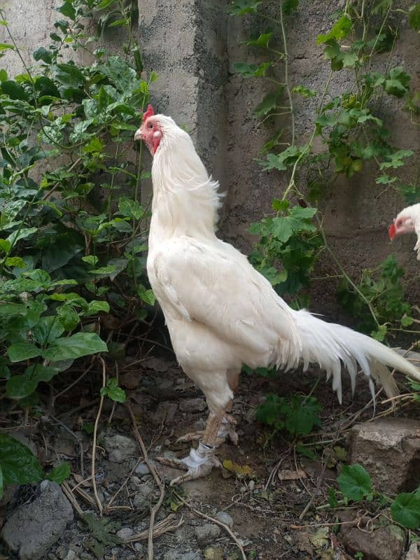 White heera aseel high quality male for sale 1