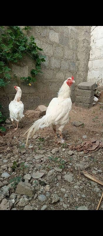 White heera aseel high quality male for sale 2