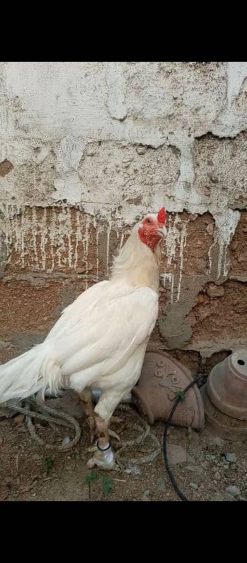 White heera aseel high quality male for sale 3