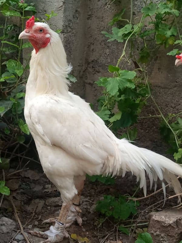 White heera aseel high quality male for sale 4