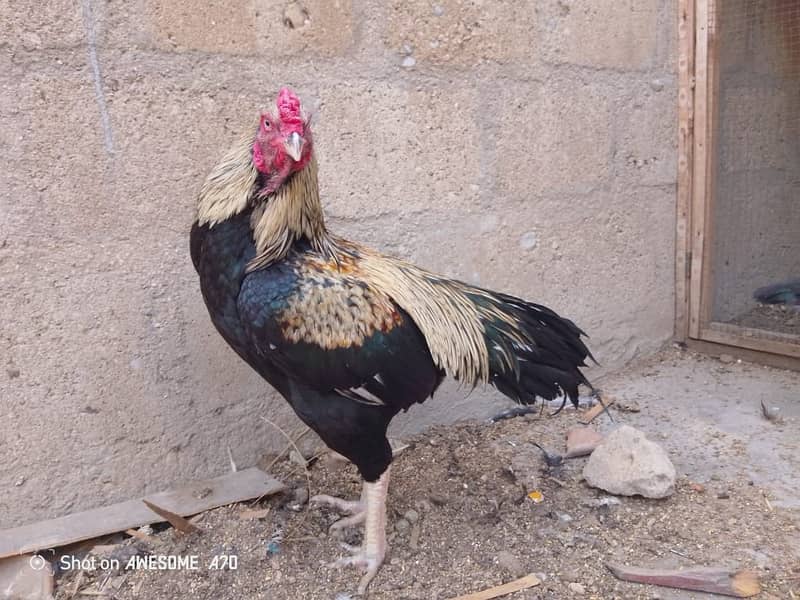 Pure Punjab breed ha white eyes blue rings 1