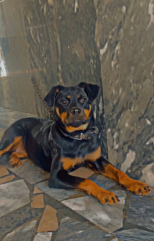 rottweiler | healthy& vaccinated | non -pedigree 0