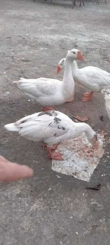 ducks 1