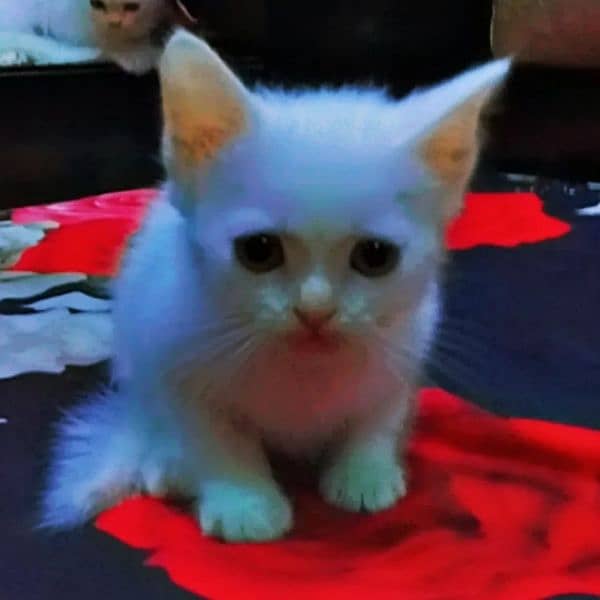 male persian kitten 0