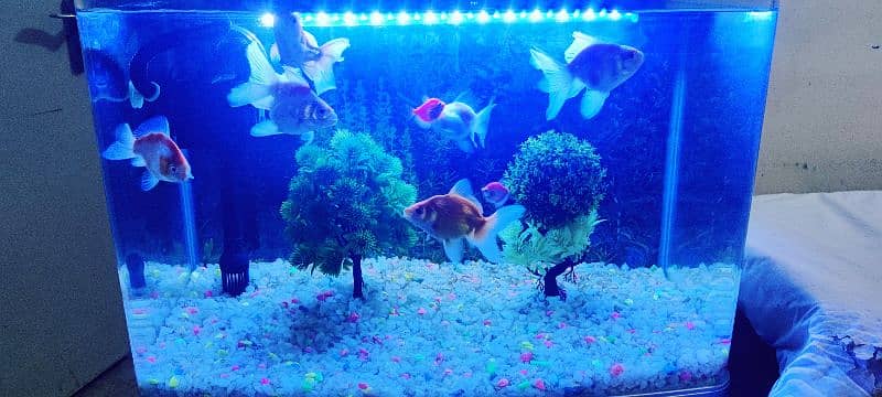 Aquarium with Fishes 3