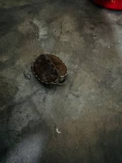 Indian Brown Roofed Turtle For Sale