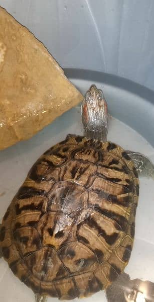 Turtle Pet Red Eared Slider Breed 1