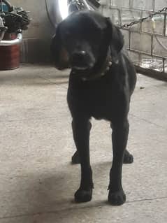 Black Labrador 6 months