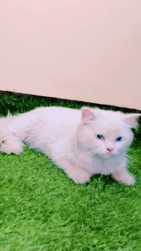 Persian cat 1