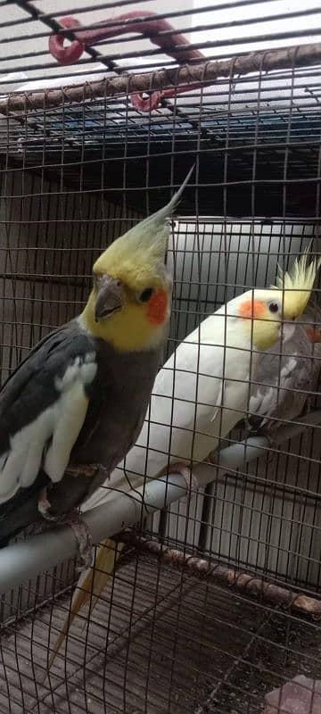 2 pairs cockatiel parot 0