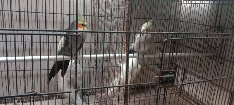 2 pairs cockatiel parot 1